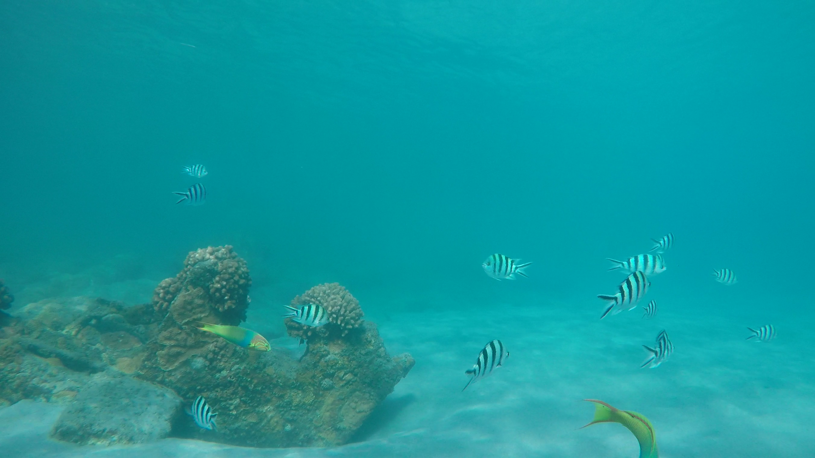小笠原の海の幸